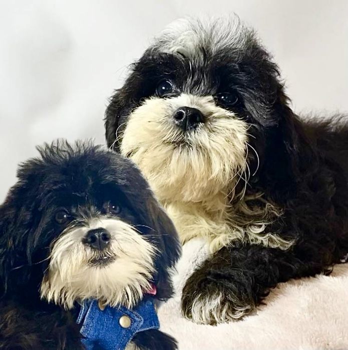 Дивовижні малята міні мальтипу F1 бебі фейс