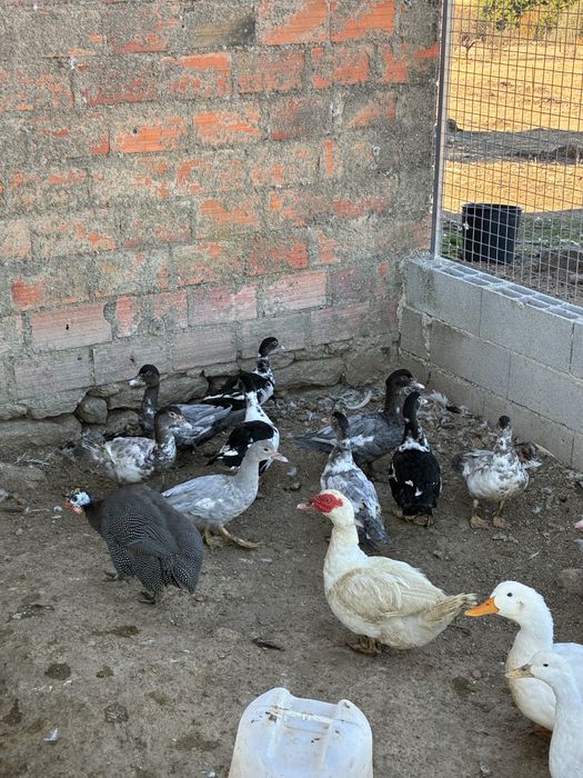 Aves de Capoeira