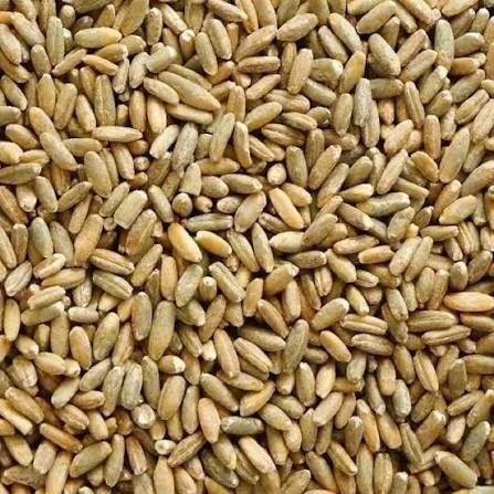 Żyto. Zbiór 2025 paszowe