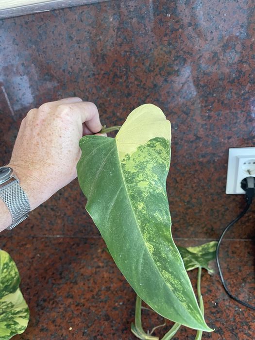 Philodendron domesticum