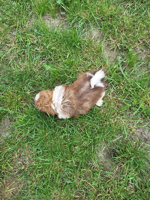 Szczeniak Shih-tzu suczka