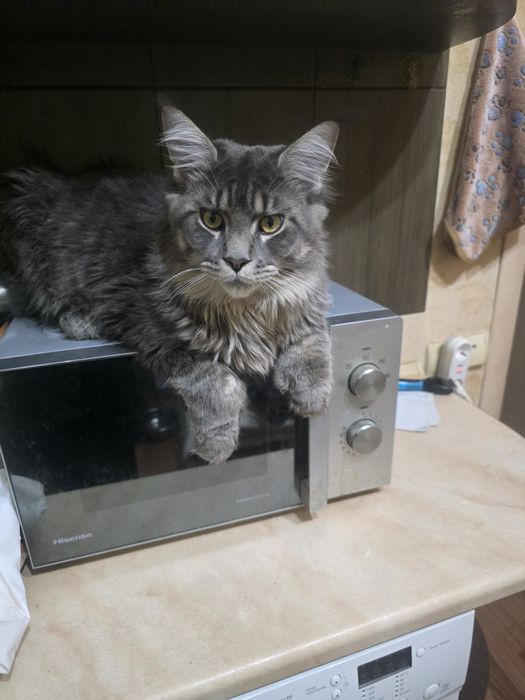 Продажа  котят породы Мейн -Кун