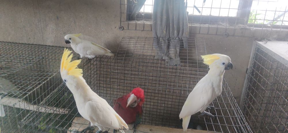 Cacatuas shulphurea sulfúrea 2023  independentes muito meiguin