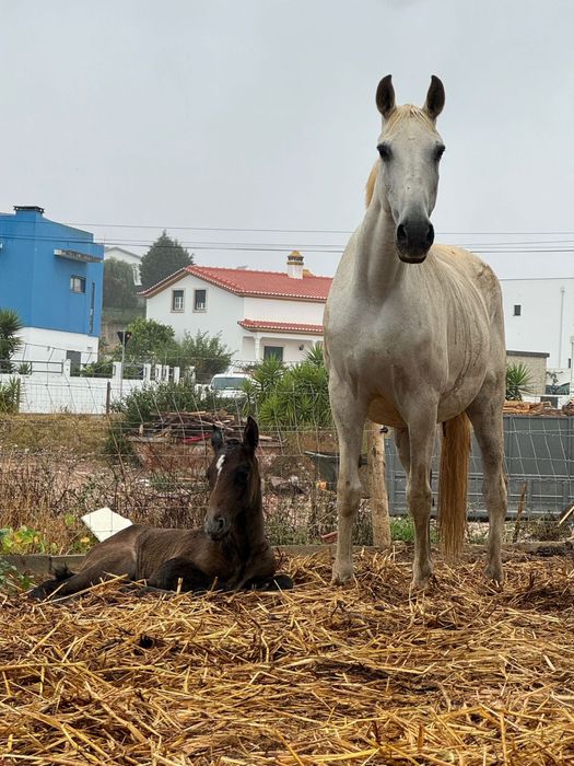 Égua lusitana pontuada