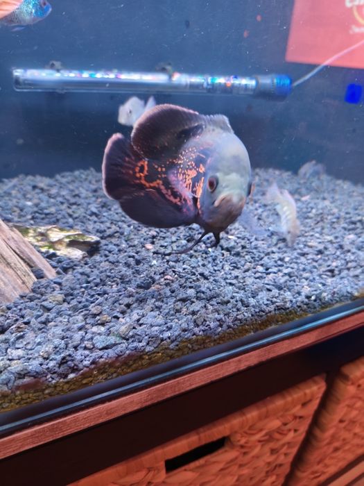 Oscar Tigre e Bronze casal