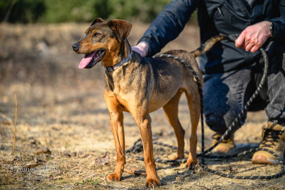 Prosimy o dom dla Bodzia- wesoły psiak do adopcji