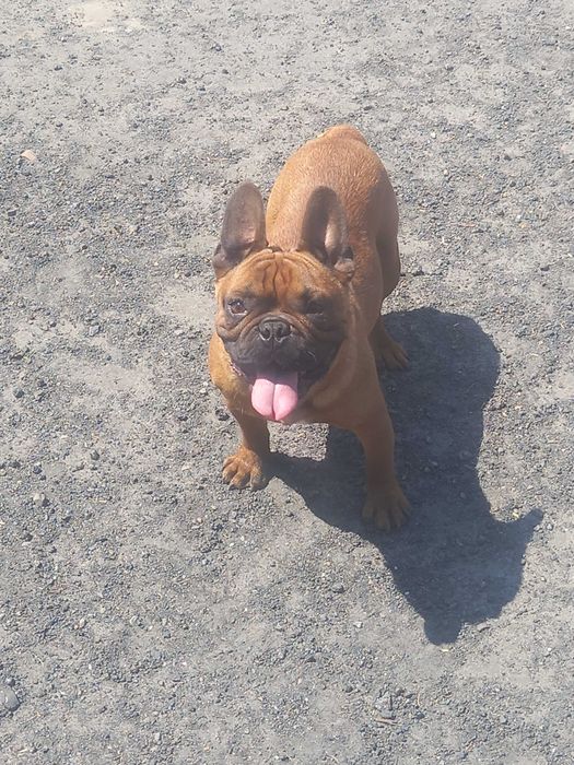 Buldog francuski piesek