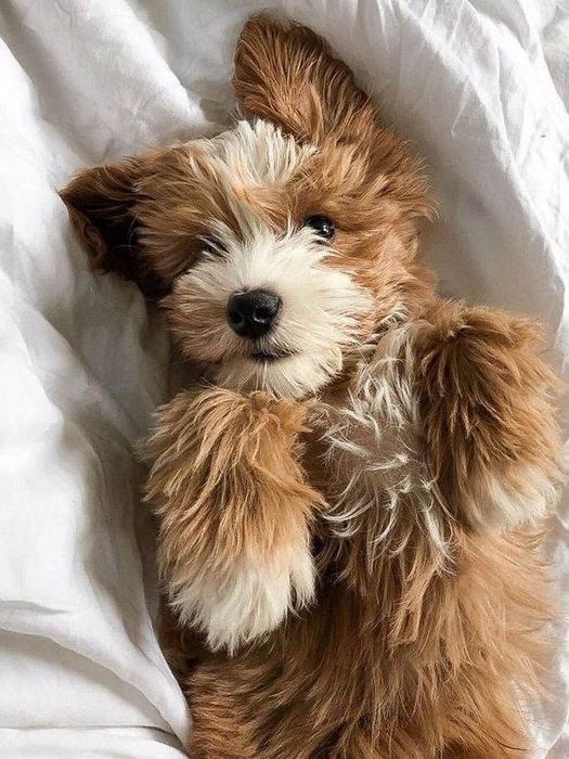 Мальтипу Ф1 Ф2