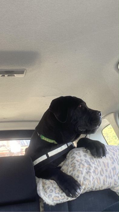 Cane corso ZKWP/FCI