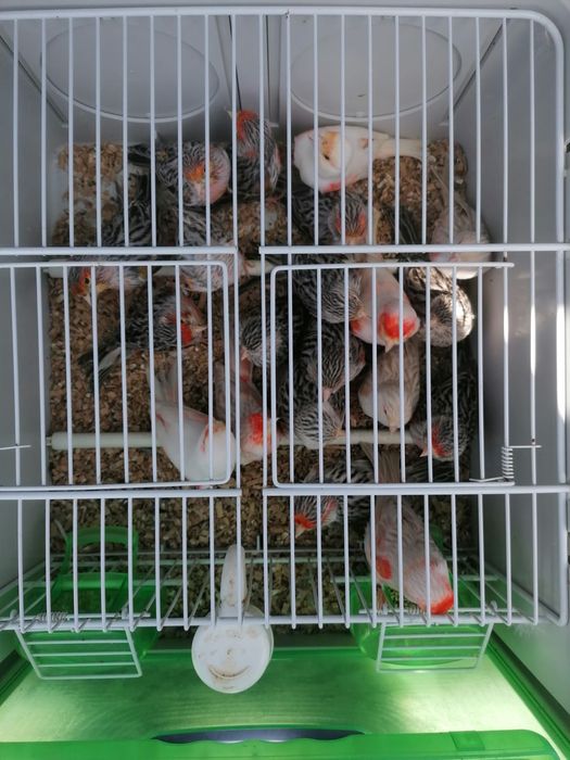 Canários disponíveis