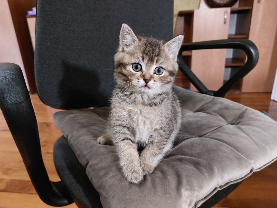 Кошеня в добрі руки
