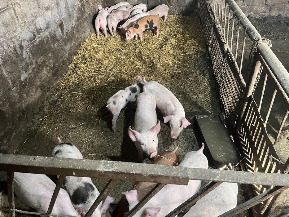 Поросята мясного направления