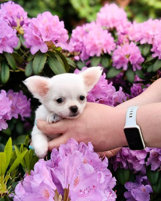 INEZ-  długowłosa chihuahua
