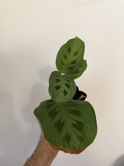 Marantas diversas ( lime, albo, light veins, cat mustache)