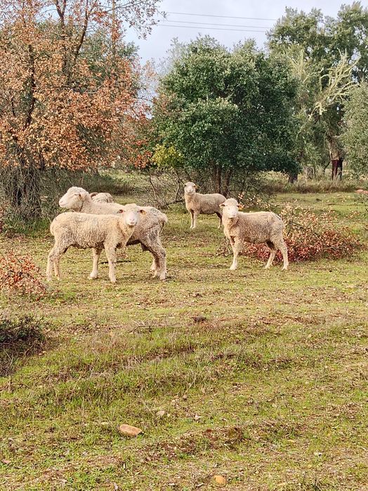 Ovelhas Merino Puras