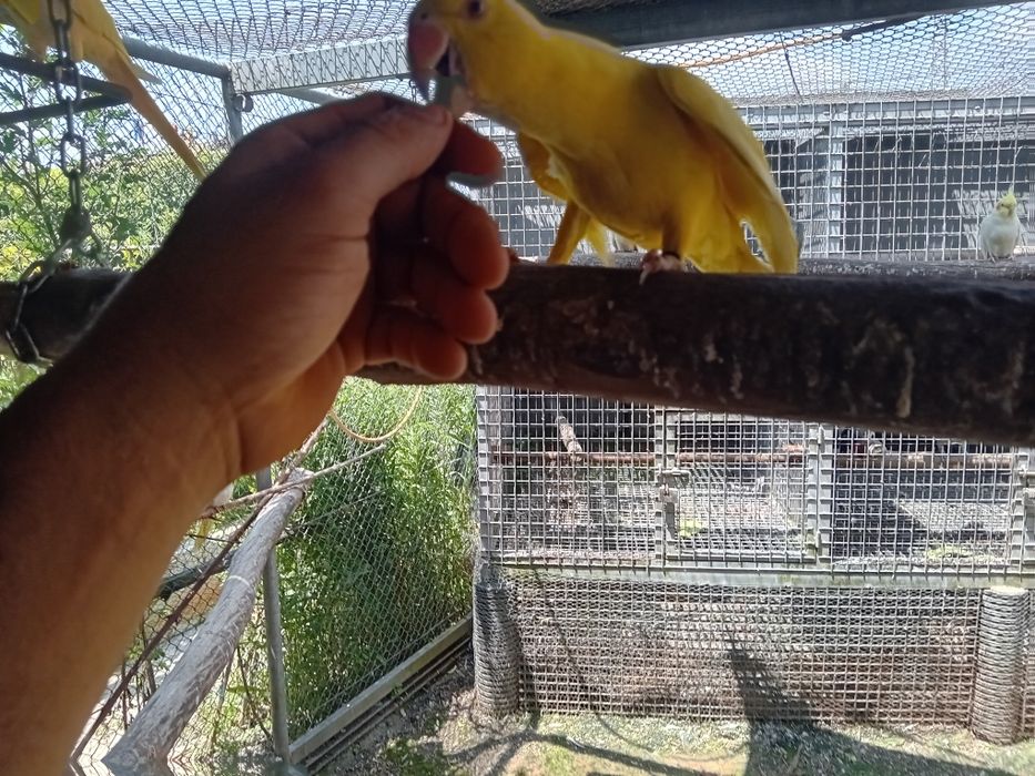 Ring neck lutino Macho  domesticado.