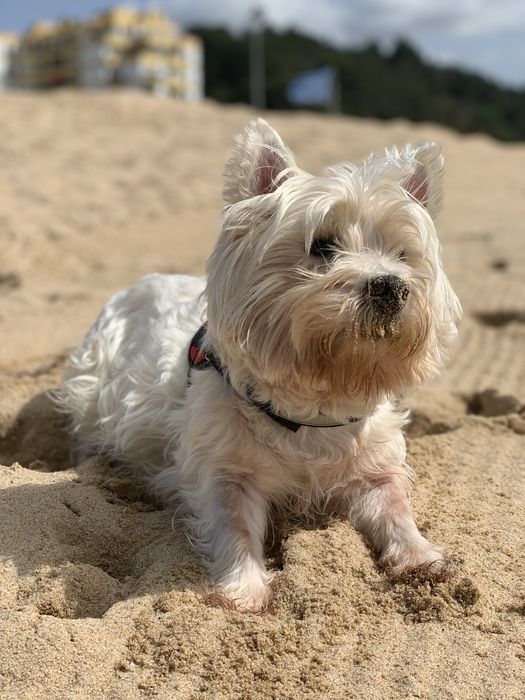 Dog sitting /  Dog boarding