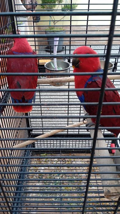 Aves criadas em cativeiro