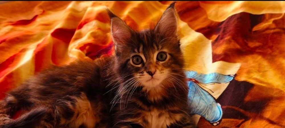 Продам породную девочку Мей Кун