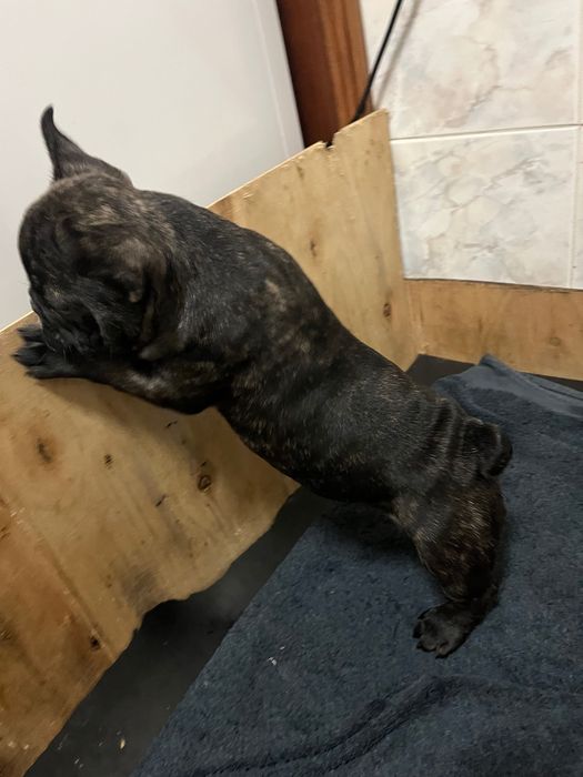 Buldogue francês macho