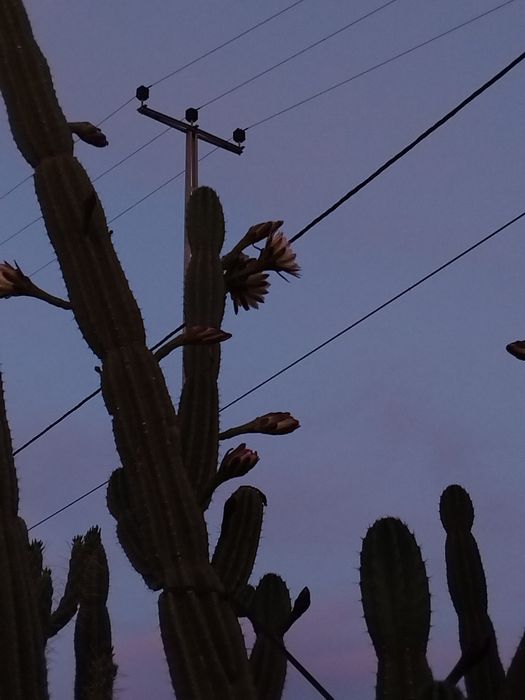 Catos gigantes San Pedro..plantas