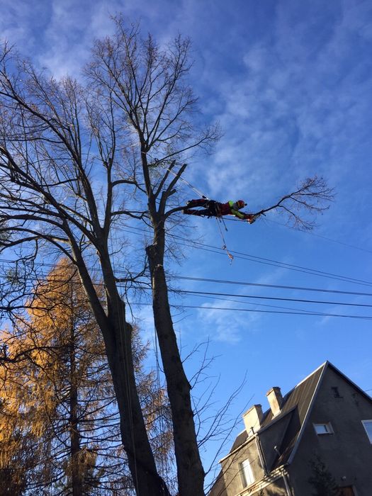 Wycinka Drzew zrębkowanie gałęzi alpinista drwal frezowanie pni