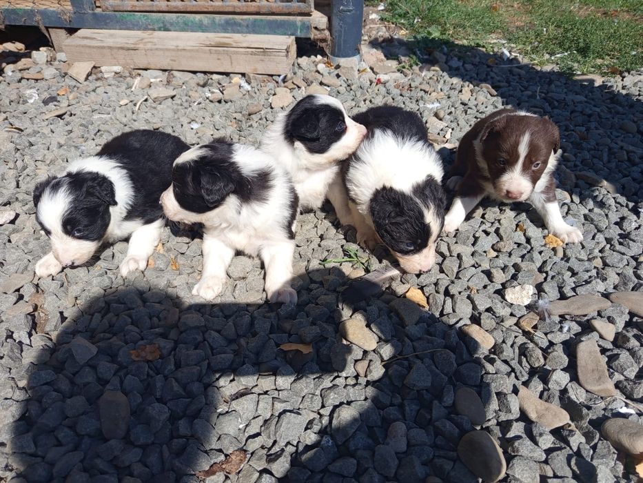 Szczeniaki  Border collie
