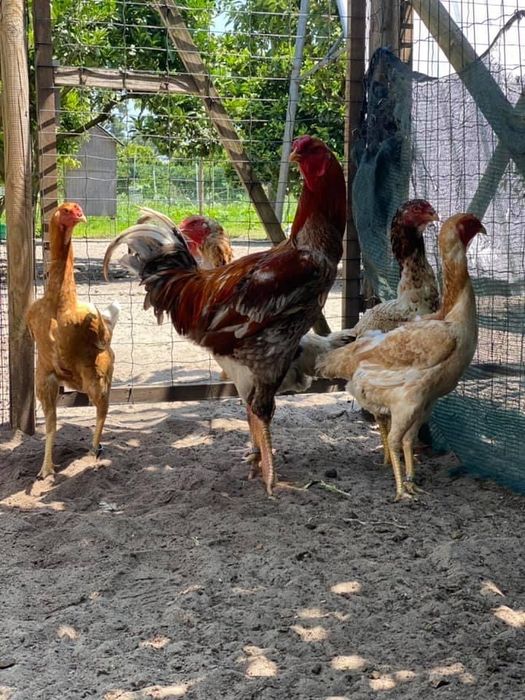 Ovos e aves INDIO GIGANTE TOP disponíveis