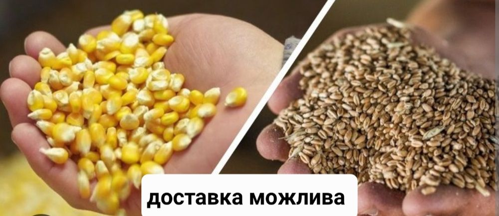 Зерно пшениця,кукурудза бита,ціла,ячмінь, овес,макуха соняшникова, соє