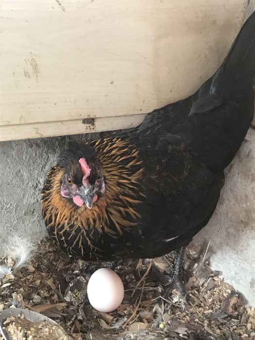 Продаю карликовые куры мини петушок