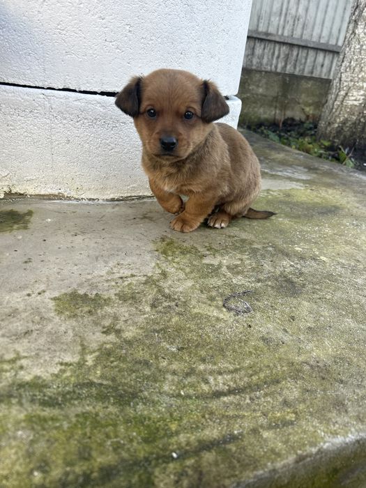 Віддам в добрі руки ( такса)