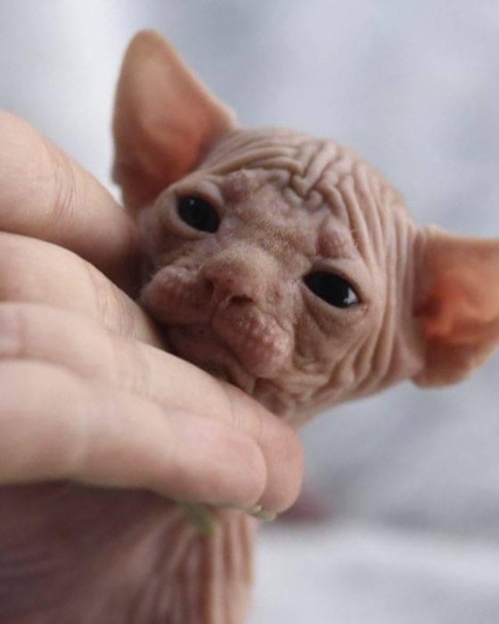 Dostępny w hodowli kociaki. Biały Czarny na Już ‼️ Wwa Sfinks • Sphynx