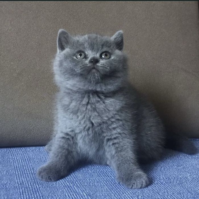 Щасливі   лапки