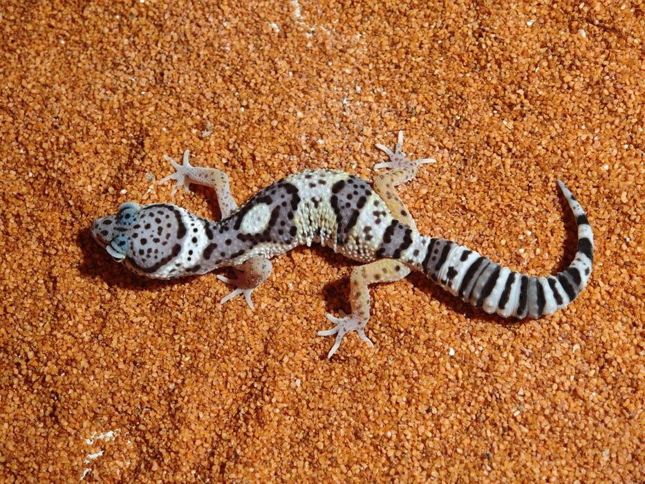 Młody Gekon Lamparci (Mack Snow / Het Blizzard / Het Eclipse /  Poss Het Tremper Albino)