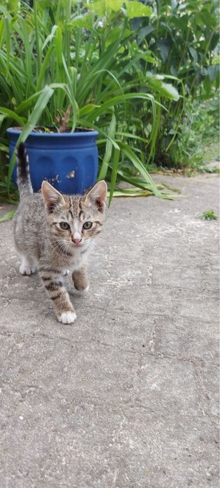 Віддам котика (2  місяці)