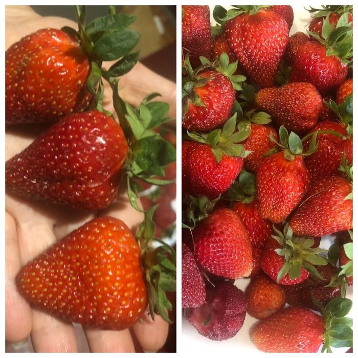 Продам   дифінбахію, лавр  та  лимон  вазони дуже великі та густі