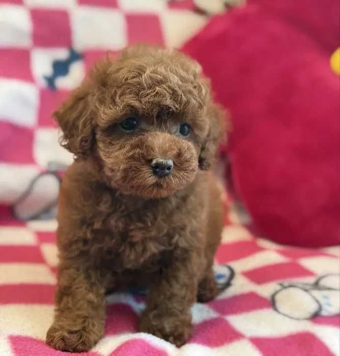 Poodle red disponível