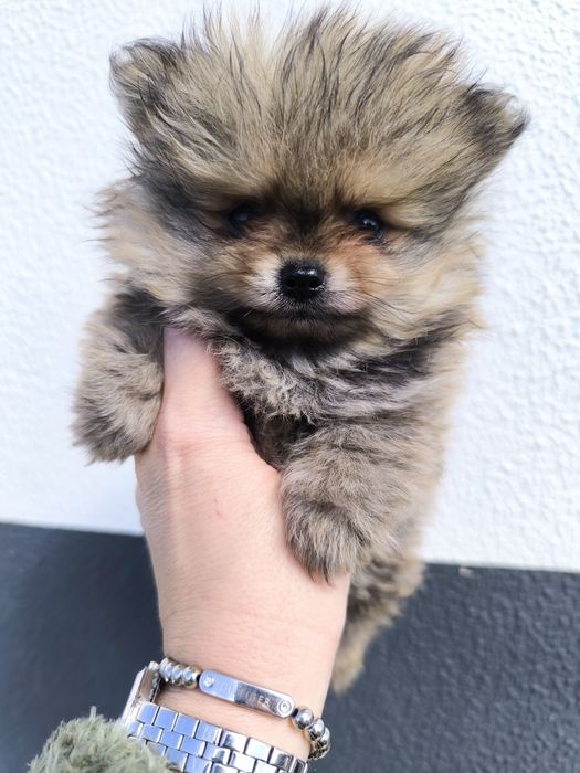 Spitz Mini.  Lulu da Pomerânia . Laranja. Linhagem Russa