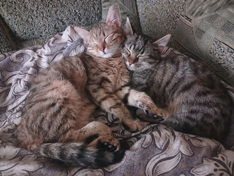 отдадим двух кошечек