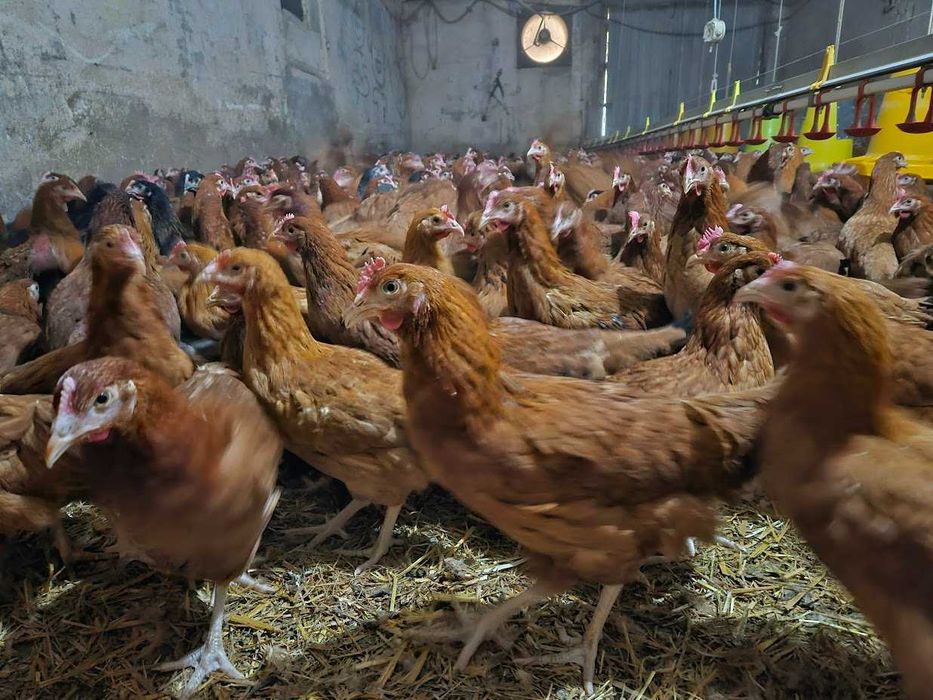 Kurki nioski ROSA brązowa i kolor odchowane