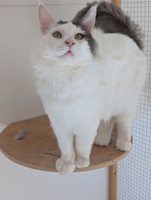 Adopcja płatna Diablo Maine Coon
