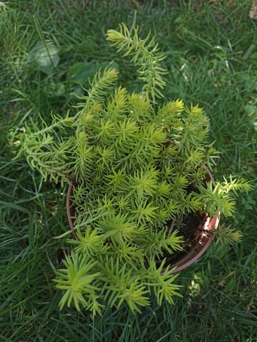 Очіток за 100 грн