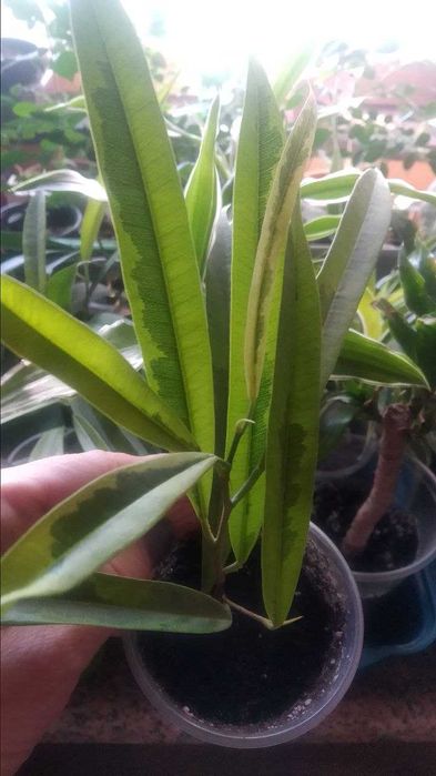 Фикусы лирата,али обычный и  вариегатный, триангулярис,мелани