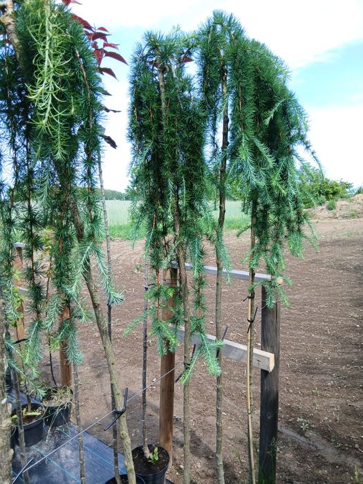 Bonsai  GRAB  sprzedam ŁEBNO