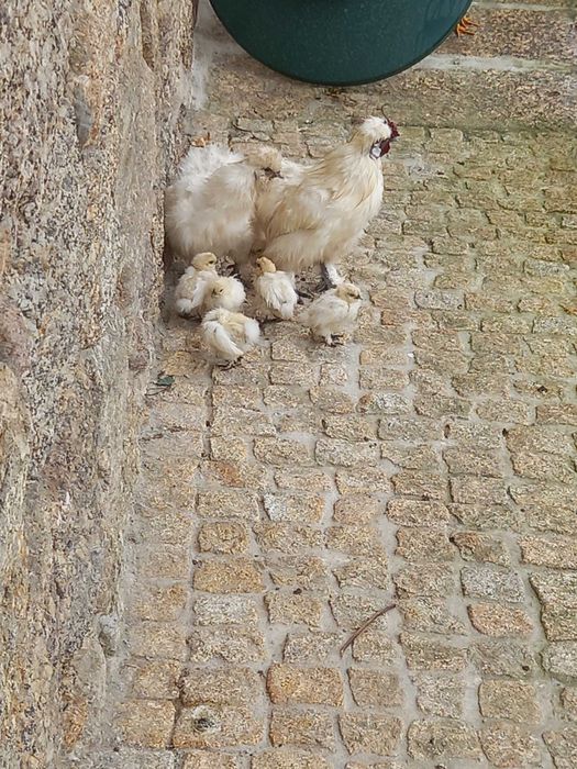 Casais de garnisas, sedosas do Japão