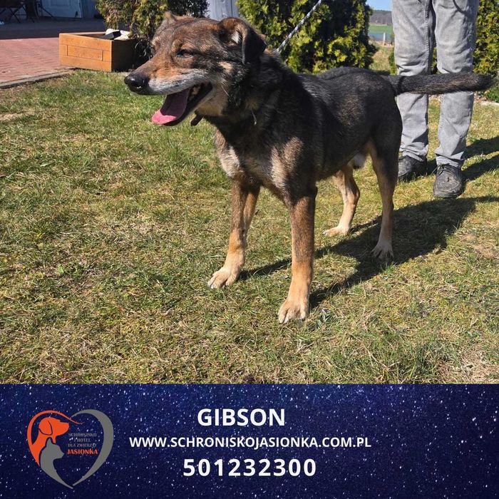 Gibson-Schronisko Jasionka