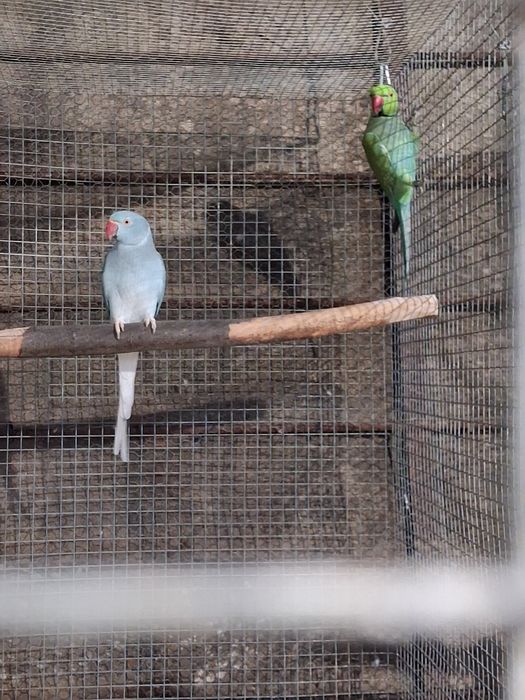 Aves para ceder várias espécies