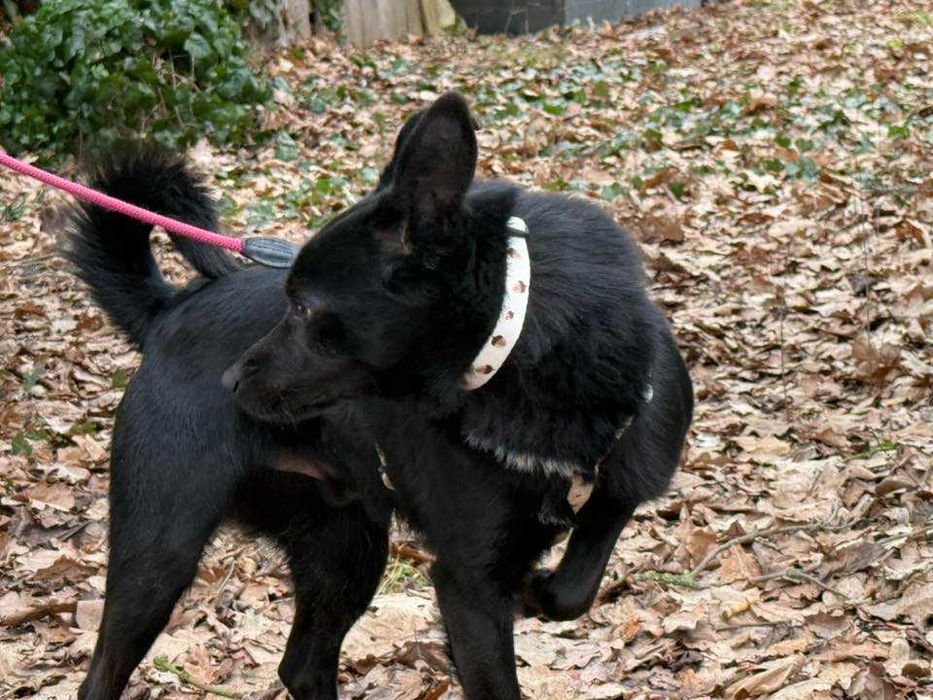 Onyx- adoptuj super psa