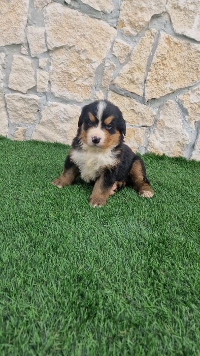 Boiadeiro de Berna/ Bouvier Bernois macho com LOP