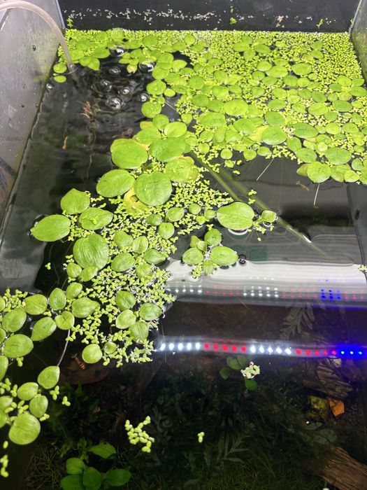 Limnobium roslina plywajaca do akwarium